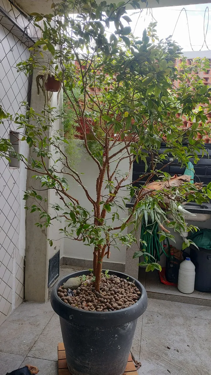 Jabuticabeira em vaso - enchertado