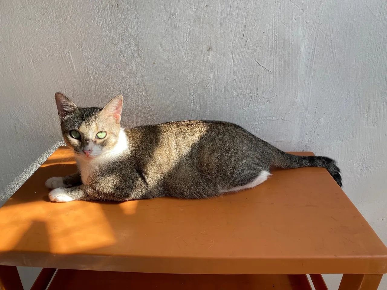 Gatinha castrada - leia a descrição - Foto 6