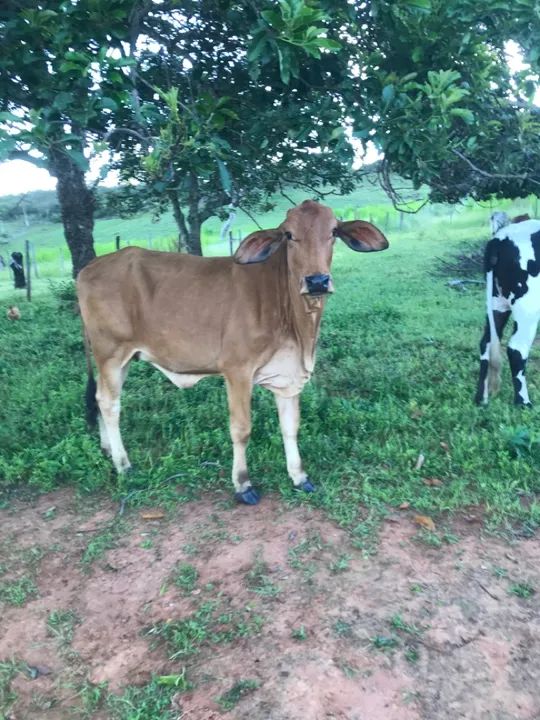 Gado gir e gironda e Jersey, estão e Planaltina go  - Foto 5