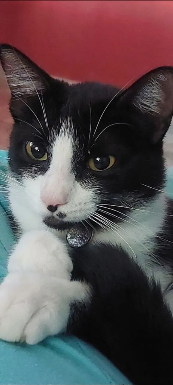 Gata doação  - Foto 4