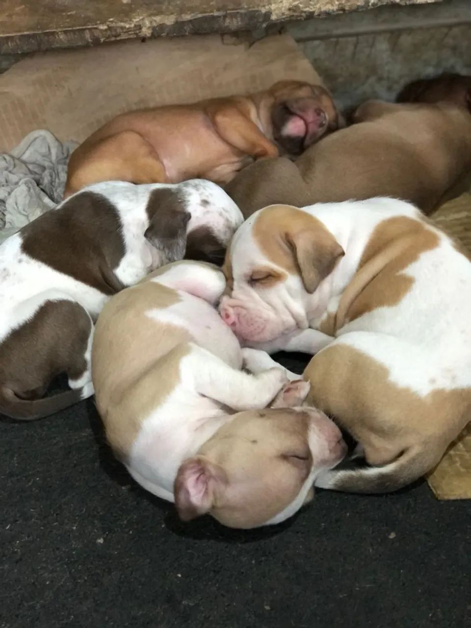 Filhotes de Pitbull 4 machos disponíve! - Foto 4