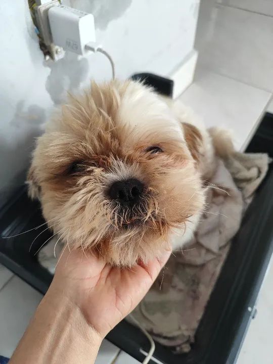 Shih Tzu Fofo Procurando Lar!