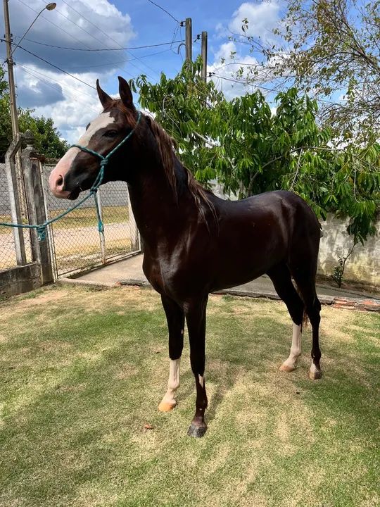 cavalo marcha picada  - Foto 2