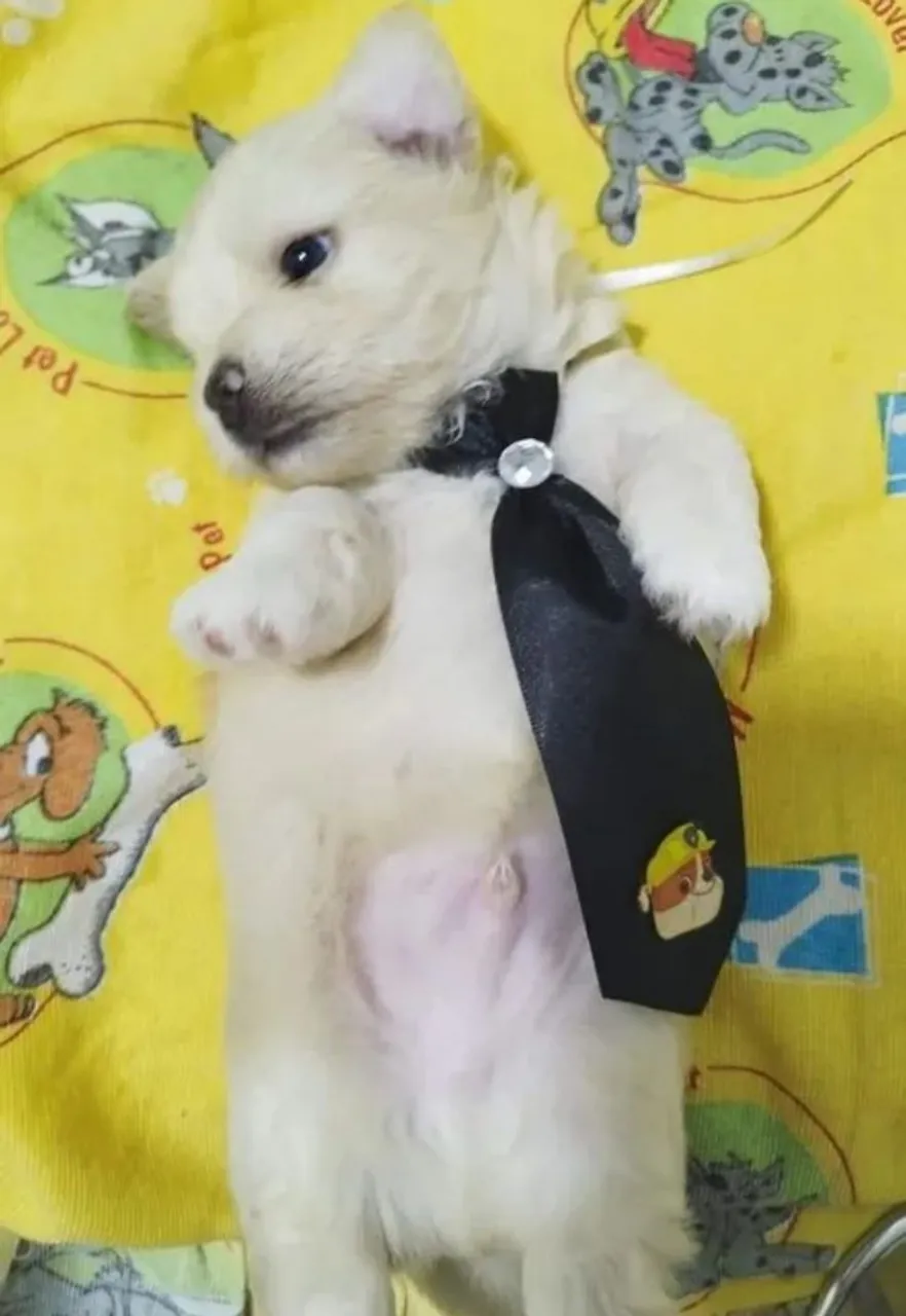 Filhotes de poodle 
