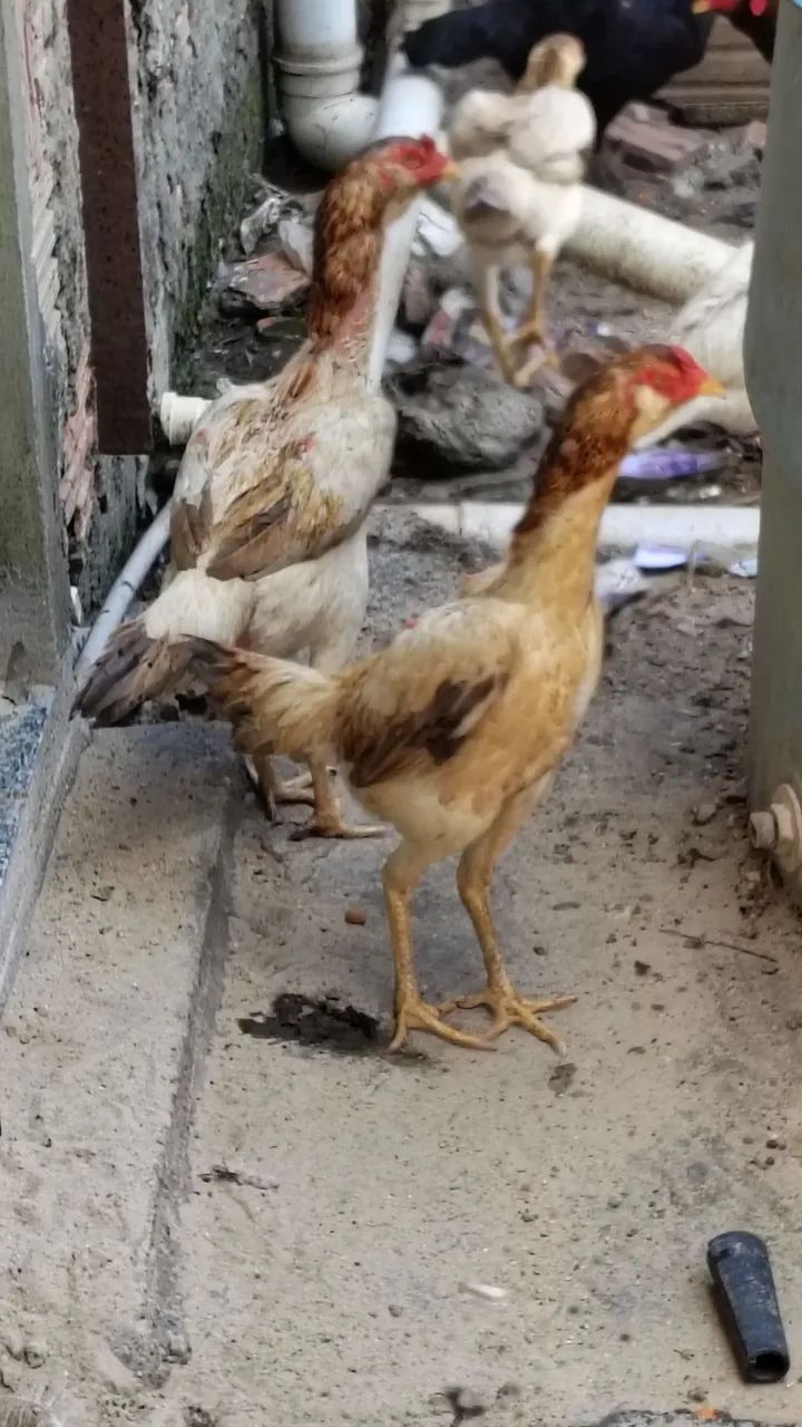 Frangas da raça Mura com 14 meses em torno de 3 kg valor individual r$ 300  - Foto 3