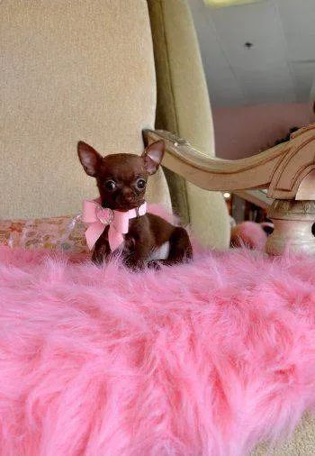 Filhotinho de pinscher miniatura 00 lindinho chocolatinho minúsculo