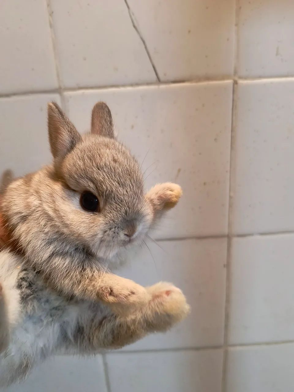 Filhotes coelhos Netherland dwarf  - Foto 2