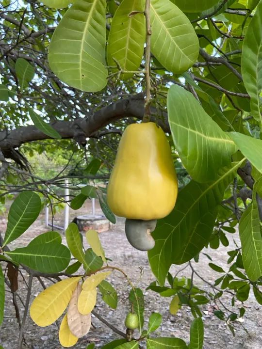 Sítio com casa, igarapé próprio e açude no Bom Intento - Foto 15