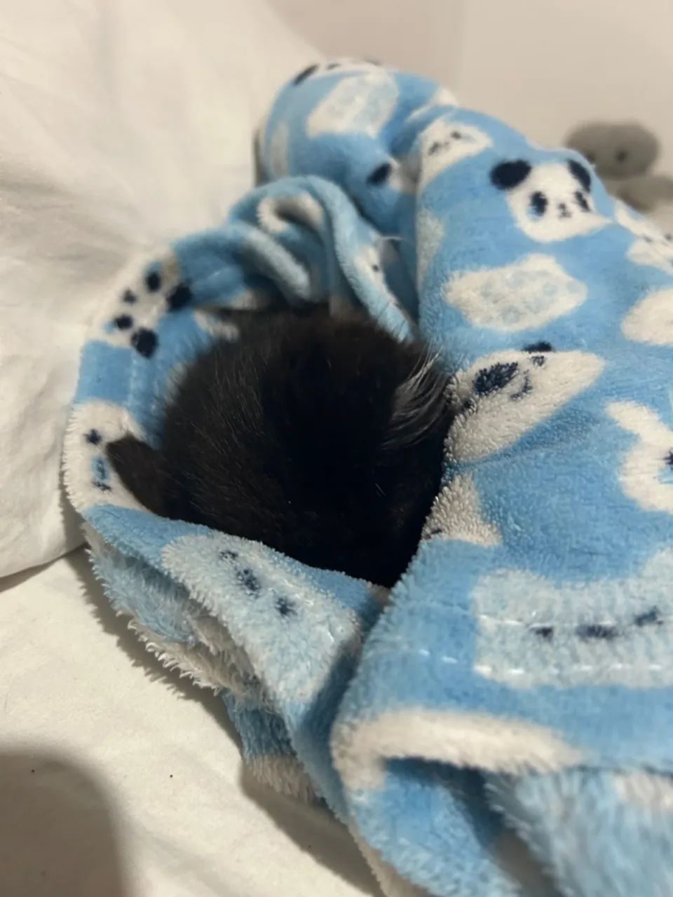 Gatinhos pretos para adoção - Foto 3