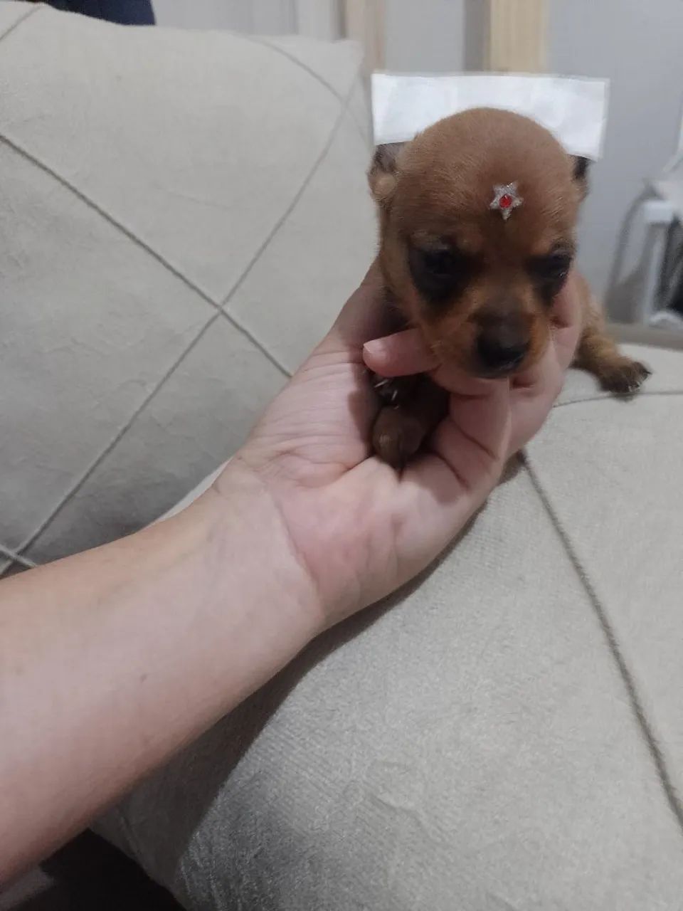 Pinscher zero fêmea  - Foto 5