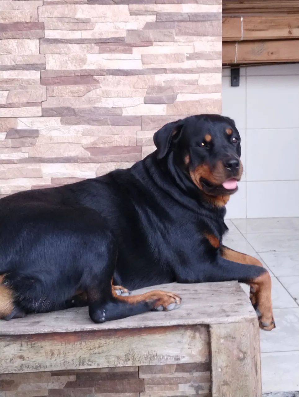 Cachorros Rottweiler - Foto 3