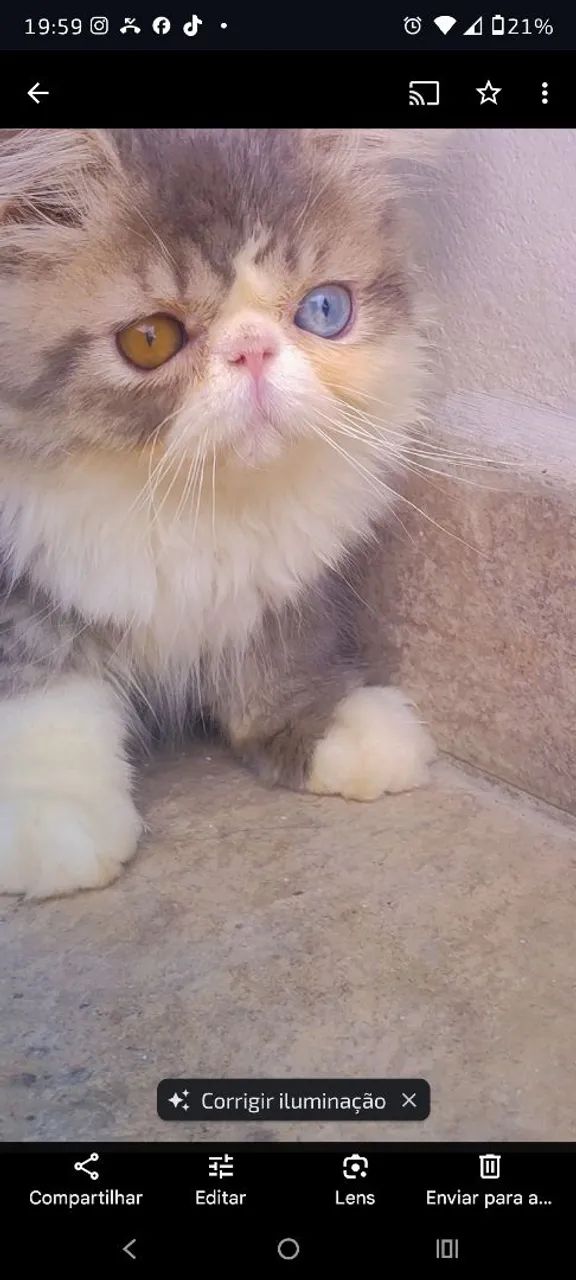 Gato Persa com Olhos Azuis pedigree  - Foto 5