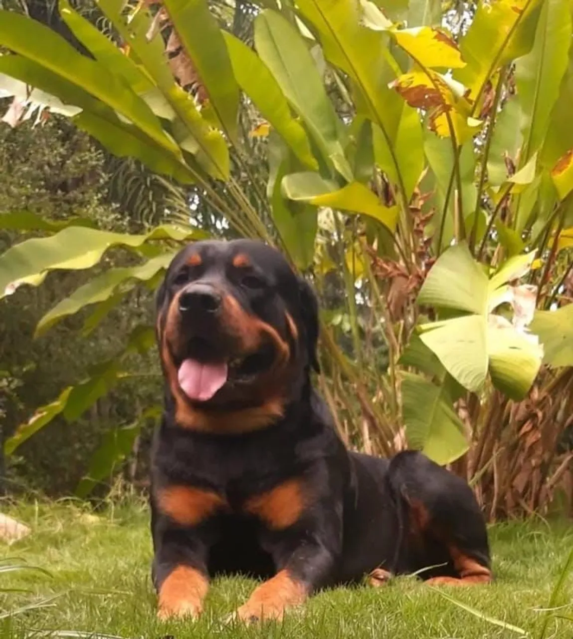 Rottweiler Adorável para Cruzamento!