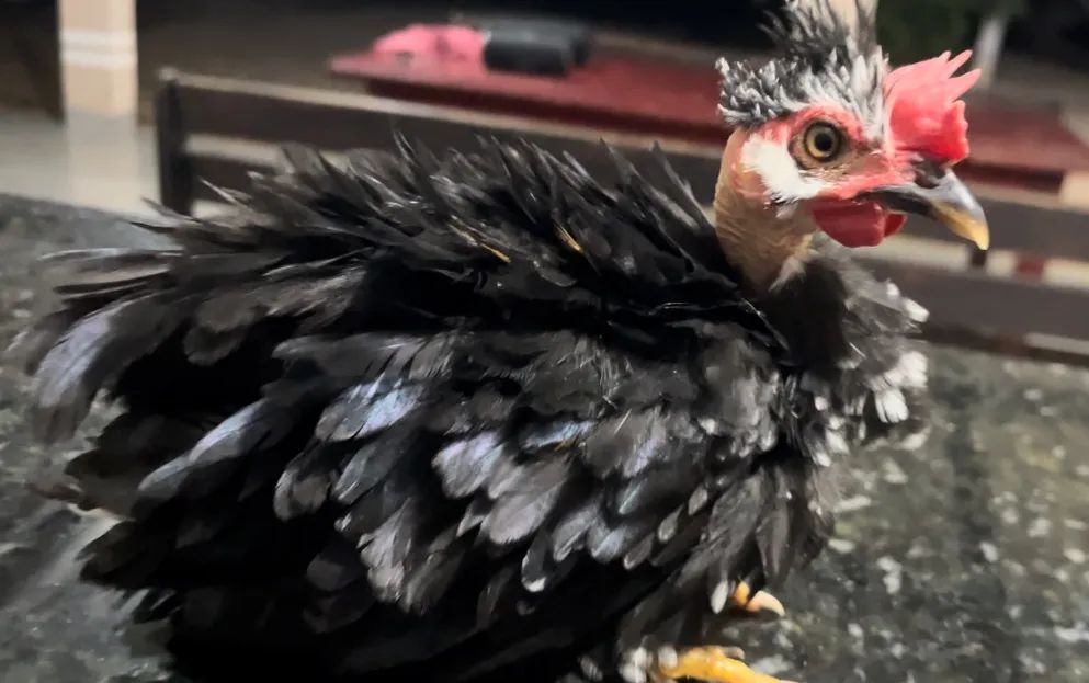 Garnize modelado - Foto 4