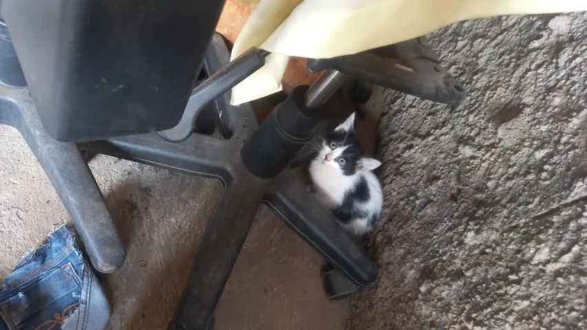 Gatos filhotes doação  - Foto 2