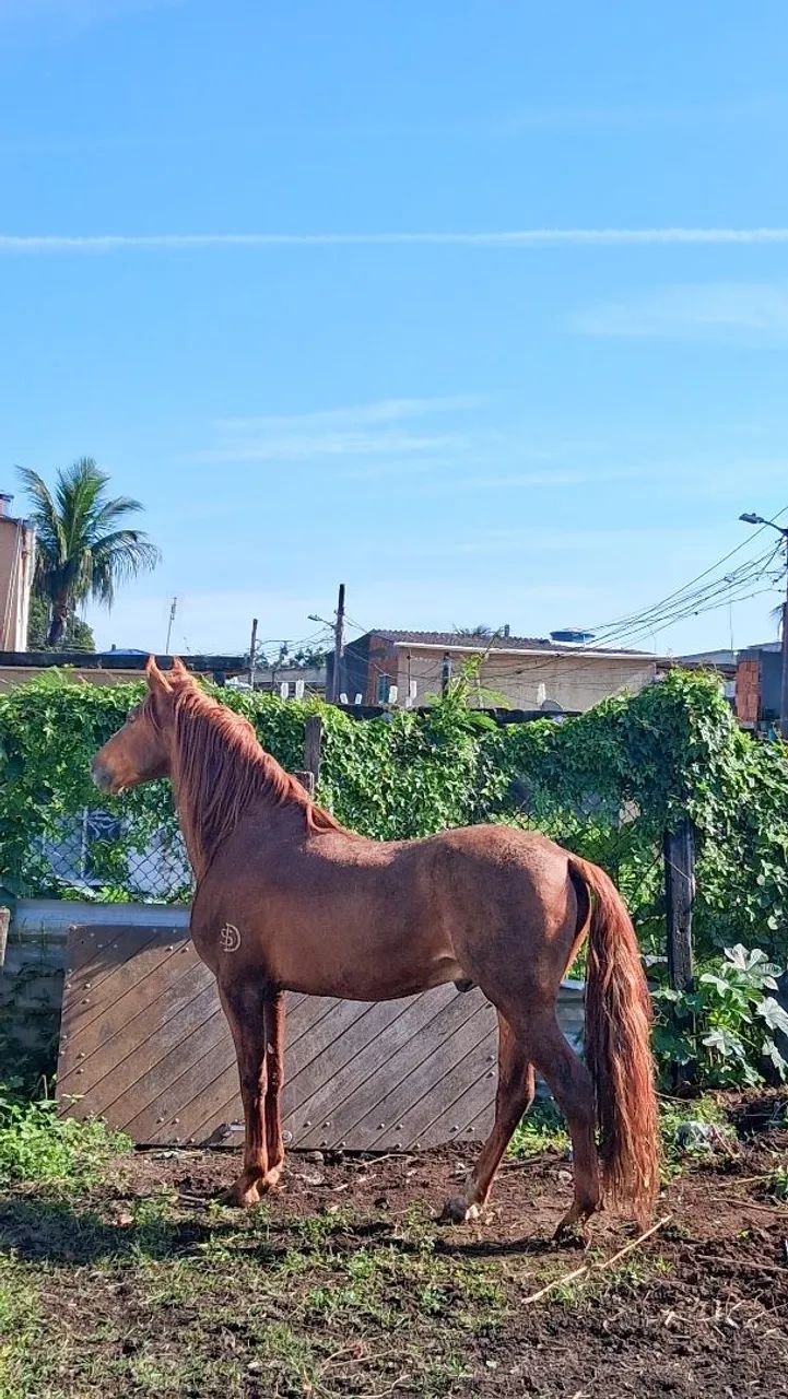 Cavalo - Foto 6