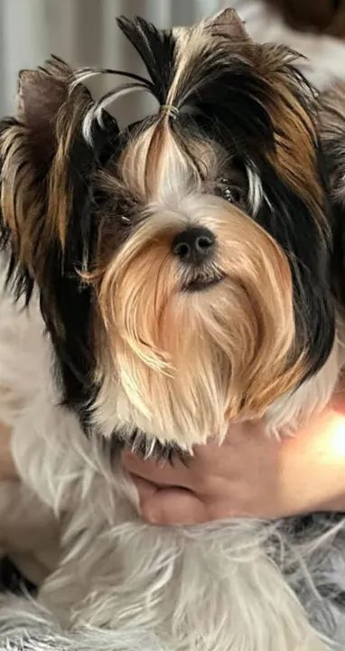 Lindos filhotes de Biewer Yorkshire  - Foto 6