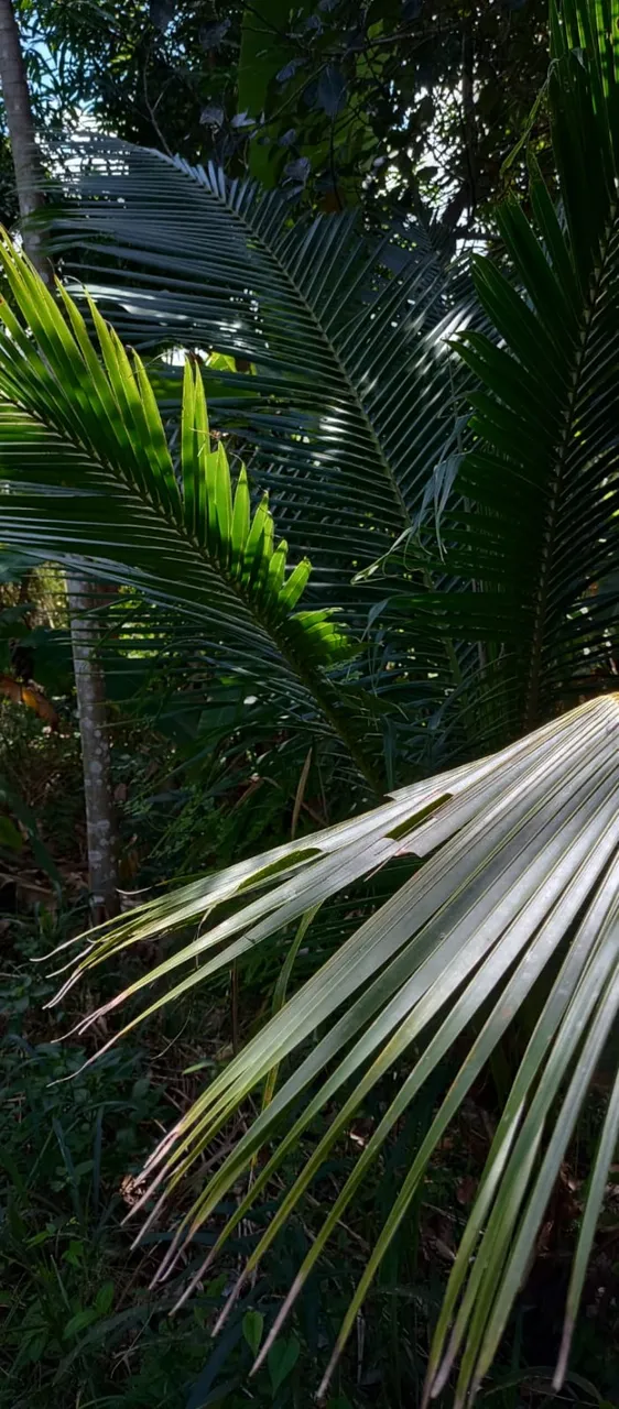 Sitiozinho as margens da BR 101 Messias Alagoas, 3.500 metros de área