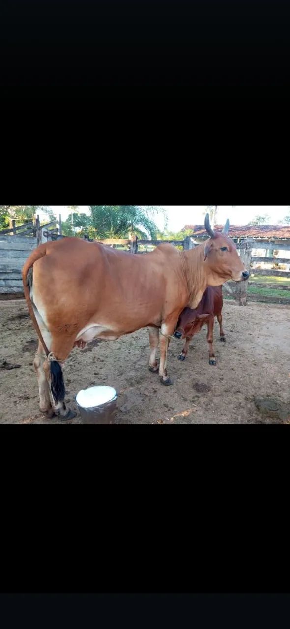 Vacas sindi P.O - Foto 3