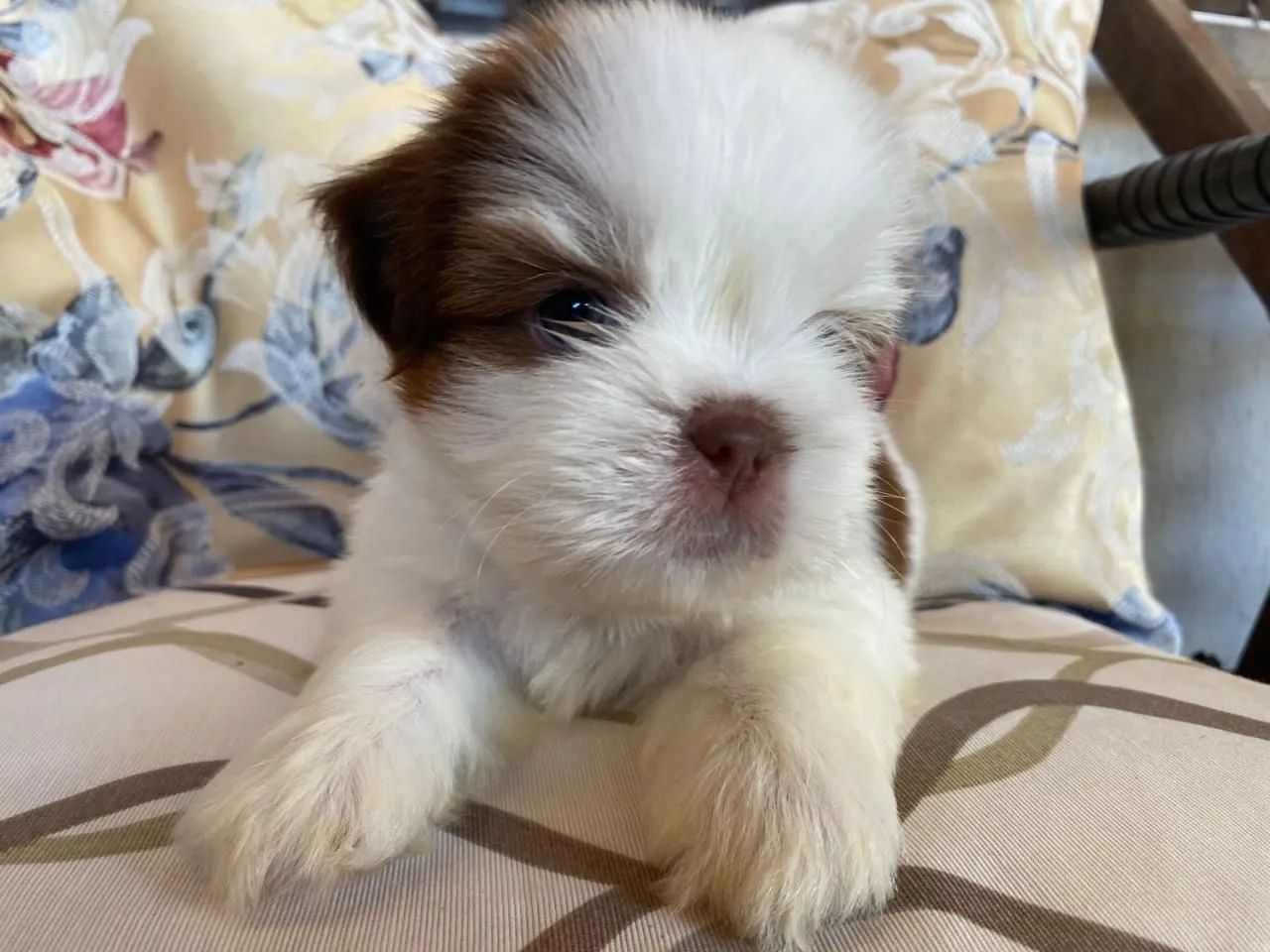 Vendo Shih Tzu fêmea e macho - somente venda - Foto 4
