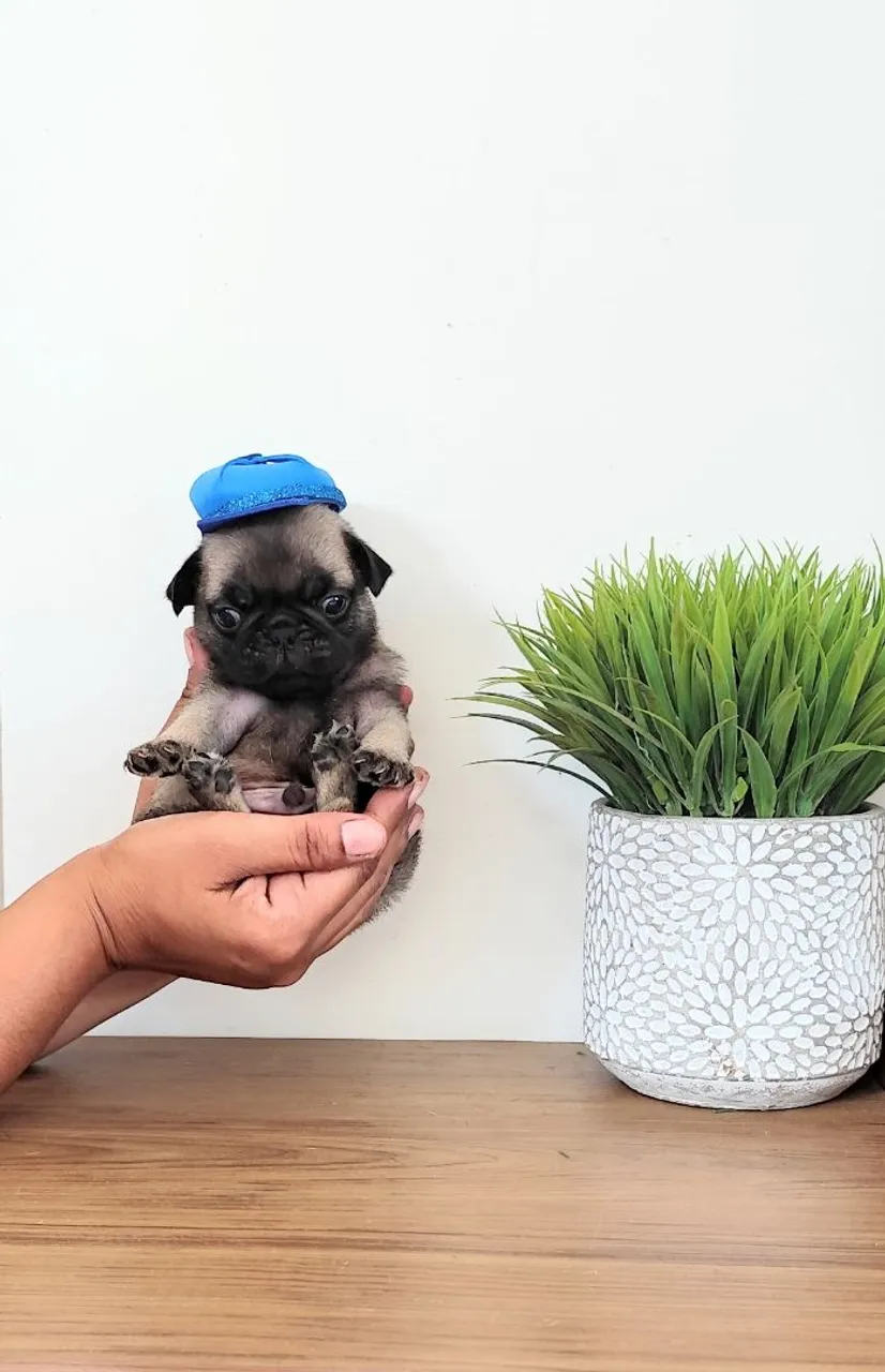 Filhote - Pug