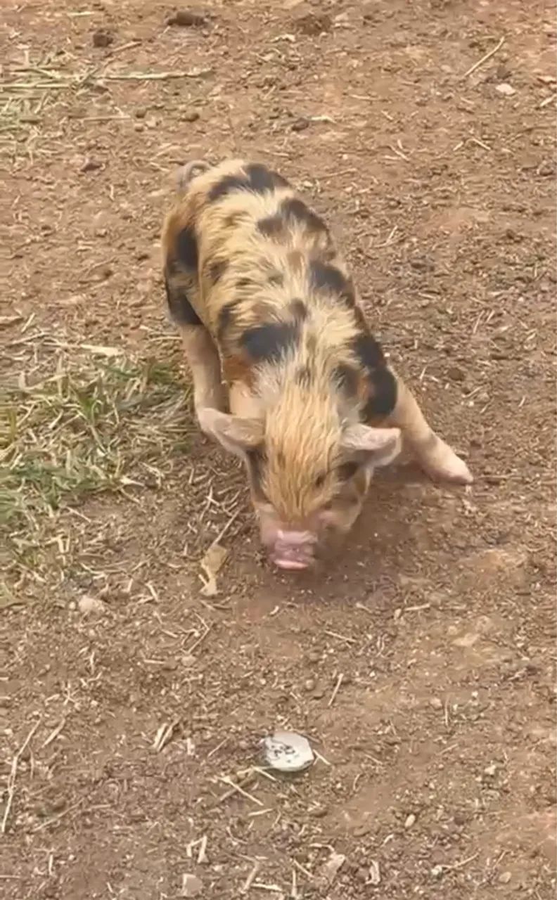 Mini pig, mini porco, KuneKune, importado  - Foto 6