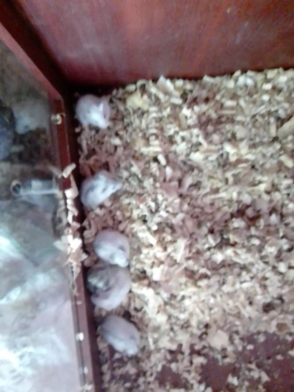 Hamister filhote  - Foto 2