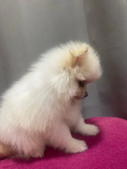 ULTIMA Fêmea disponivel -Spitz alemão Anão - Branco neve- Lulu da pomerania - Foto 3
