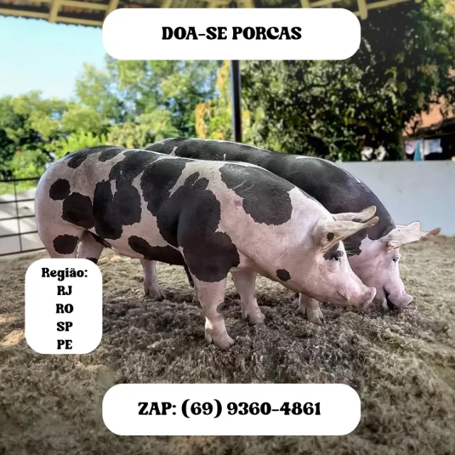 PORCAS ADULTA E FILHOTE LEITAO
