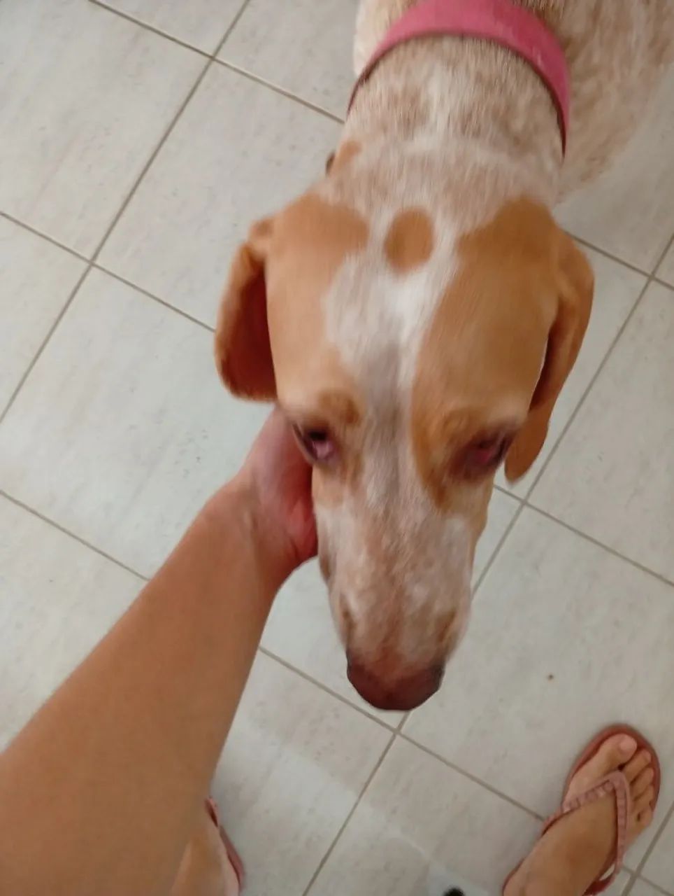 Cachorra pointer inglês para adoção - Foto 4