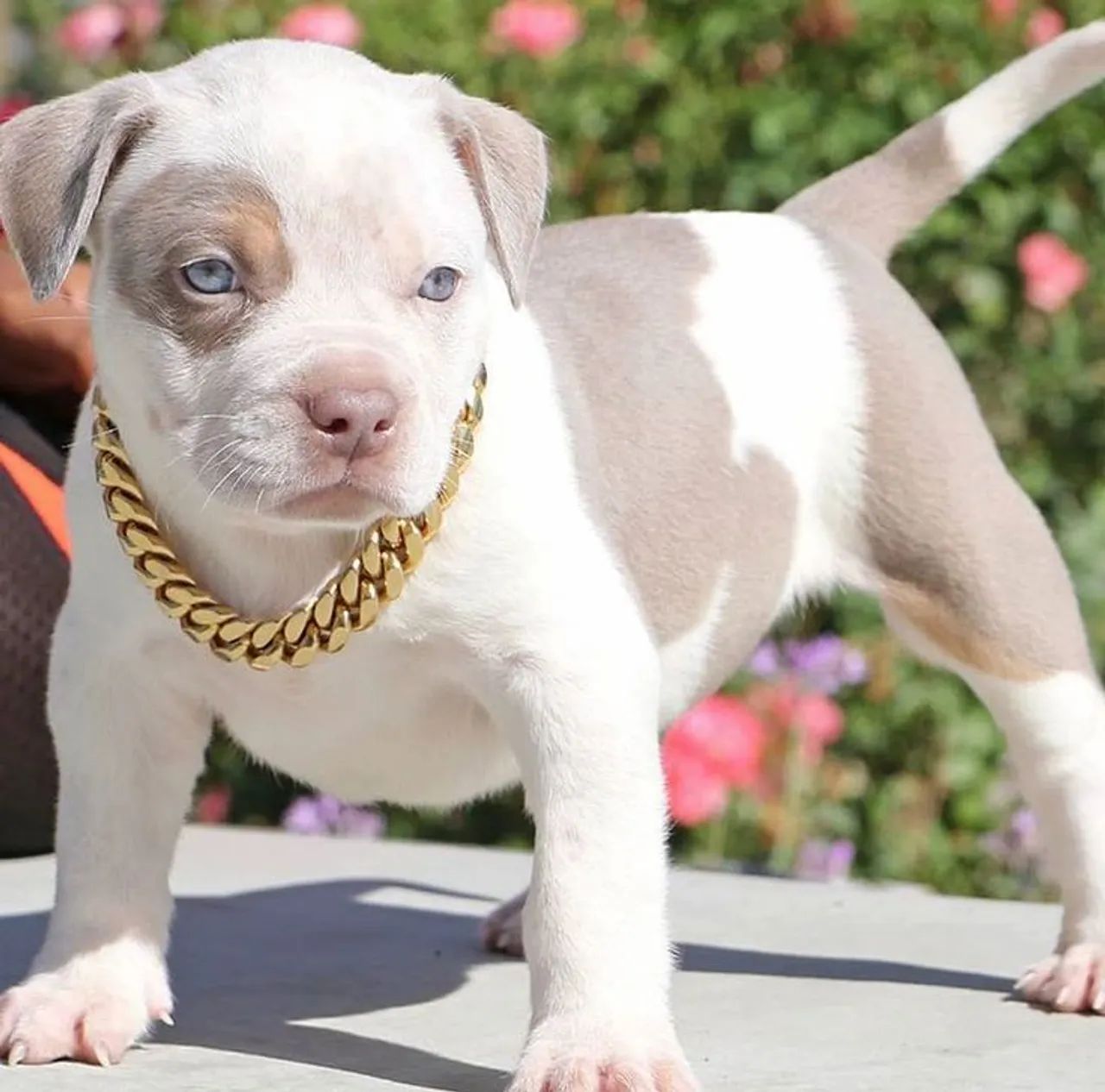 Filhotes de Pitbull,  ele é especial e único 