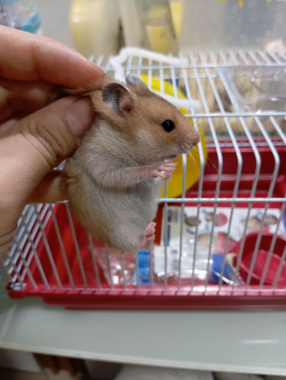 Hamster + Gaiola