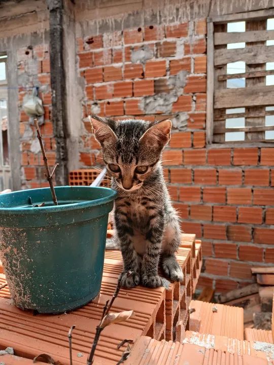 Gatinha cinza e branco disponível para adoção - Foto 2