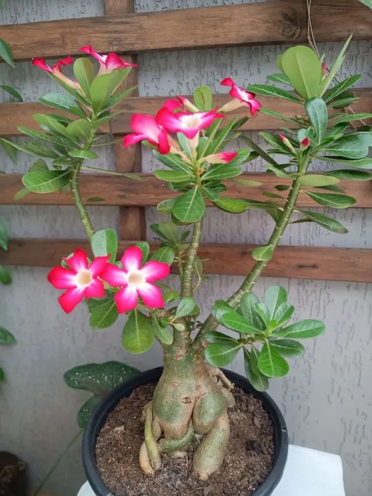 Rosa do Deserto de semente - Adenium obesum