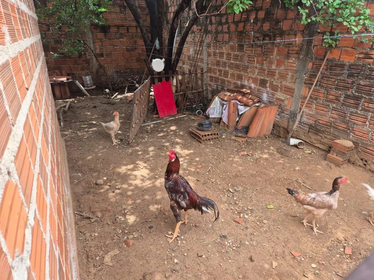 Vendo sete galinha indiana gigante. Cinco galinhas e dois galos.  - Foto 2
