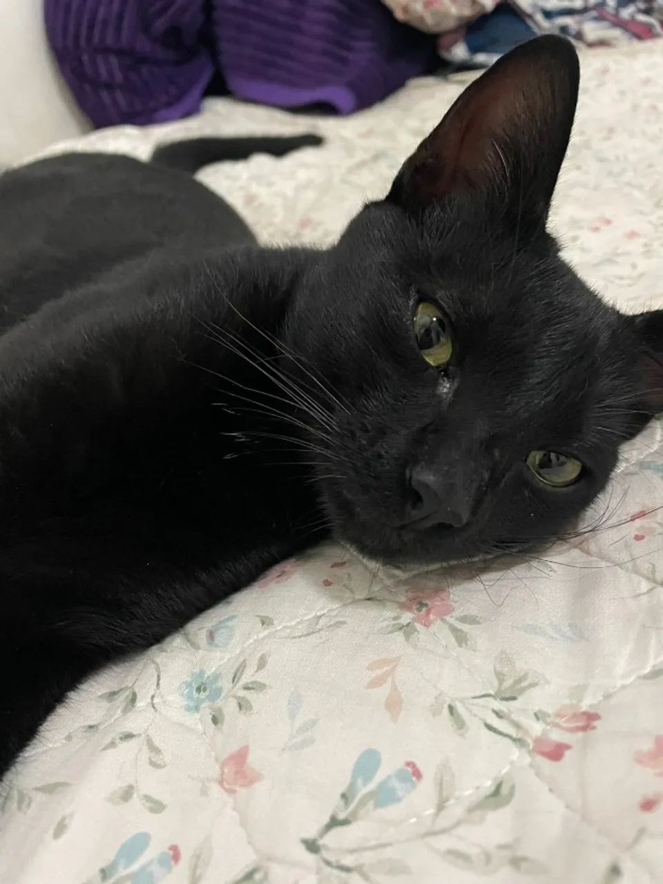 GATO DOAÇÃO - Foto 2