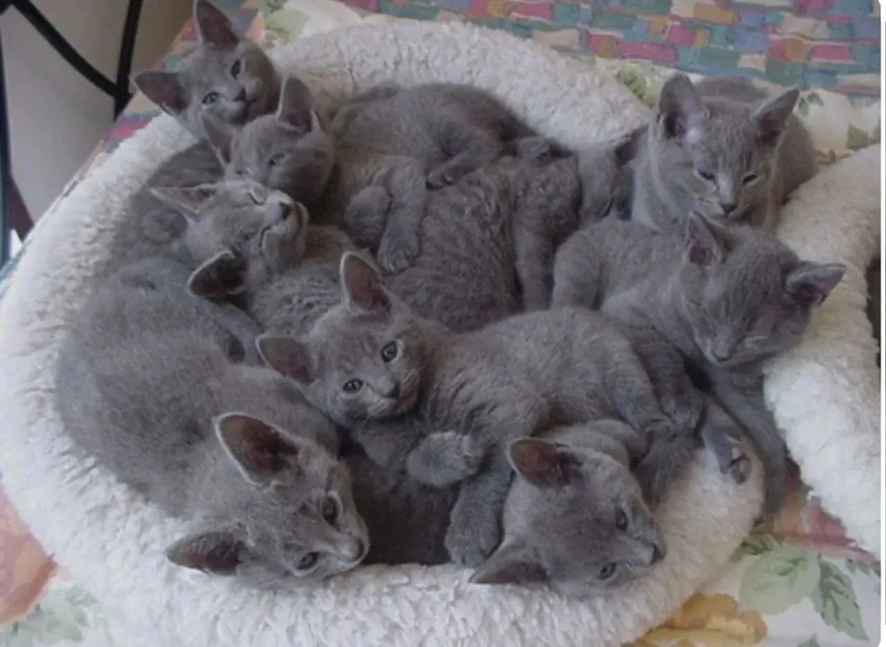 Lindos filhotes de Russian Blue 