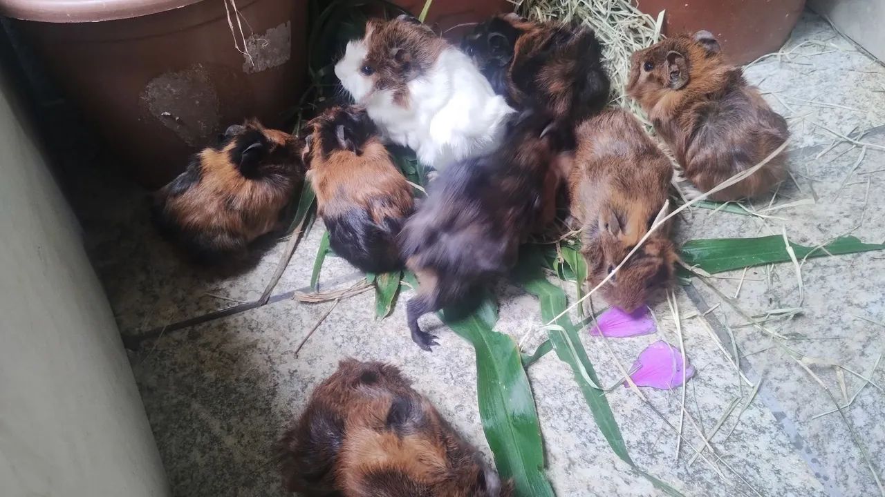 Vendo porquinhos da índia  - Foto 3