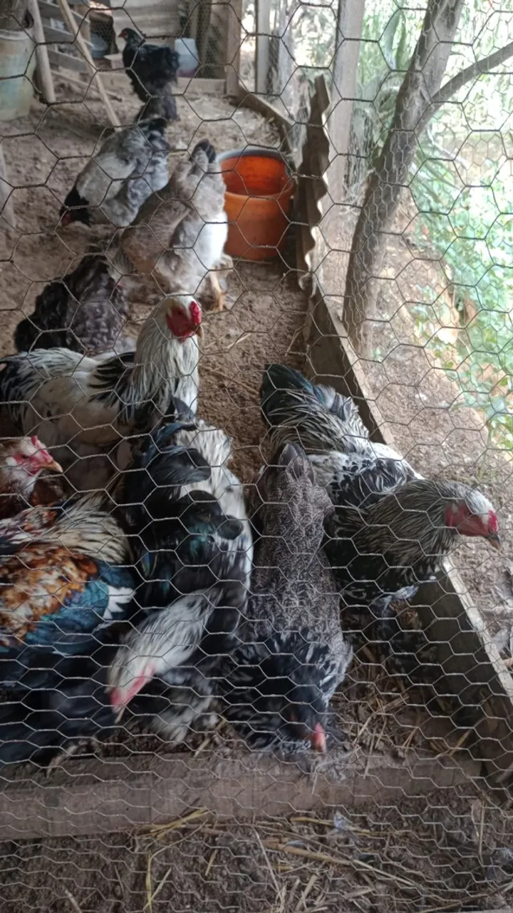 Galinha da raça Brahma