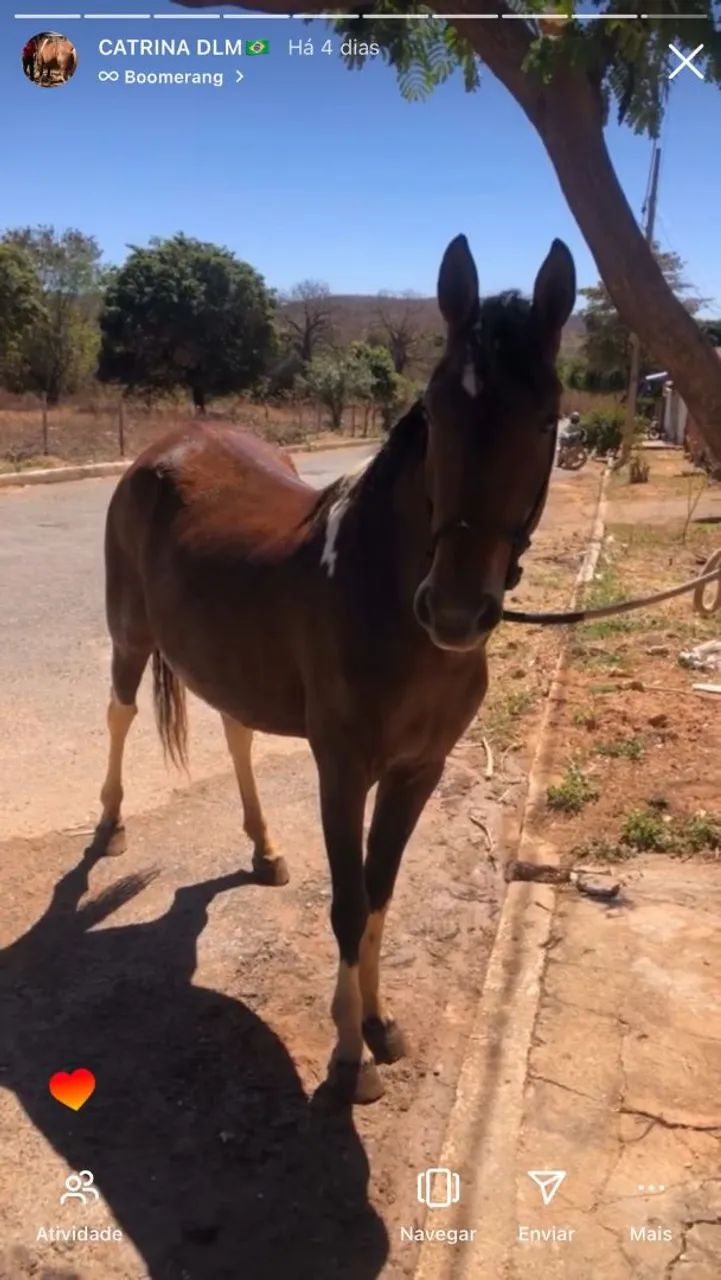Égua Pampa Mangalarga Marchador boa de sela - Foto 4