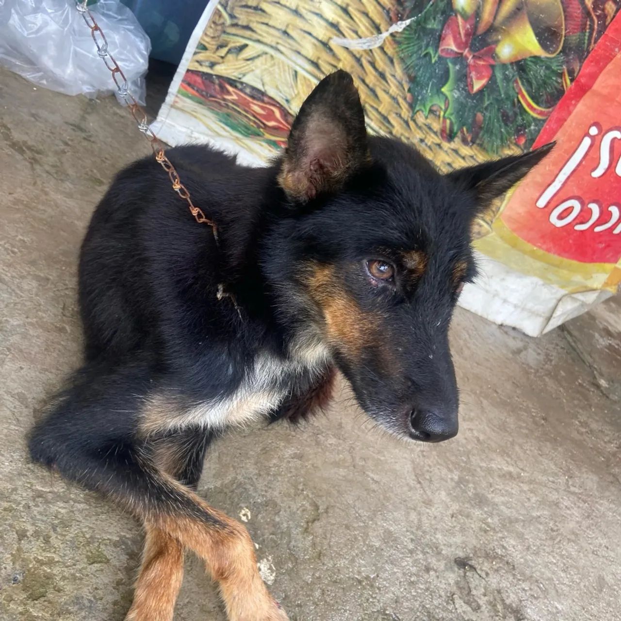 Mistura de Alemão para Adoção - Foto 4