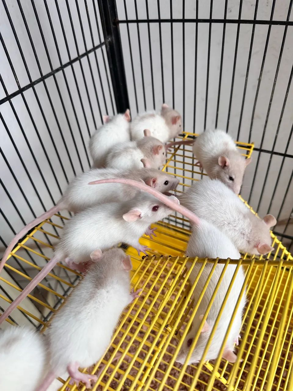 Rato Twister  - Foto 3