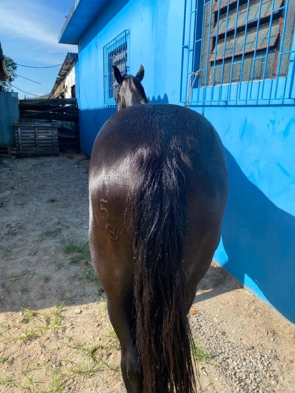 Cavalo crioulo - Foto 2