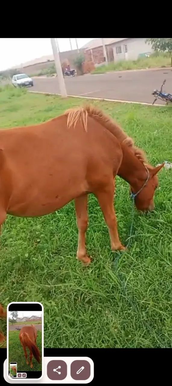 Cavalo quarto de milha  - Foto 4