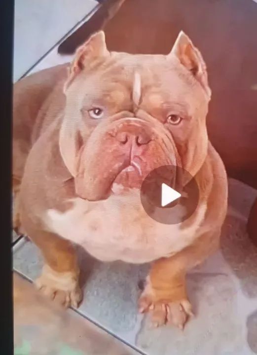 Americam.bulyy exotico - Foto 5