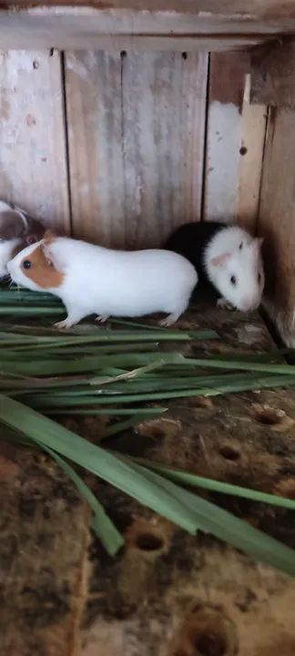 Vendo porquinhos-da-Índia Inglês