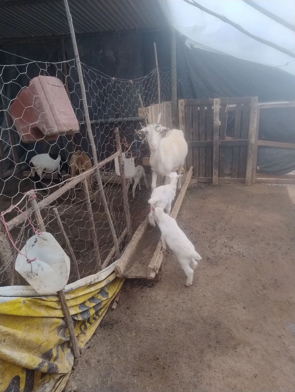 Reprodutor saanen, cabras e filhotes e cabras prenhaspara venda