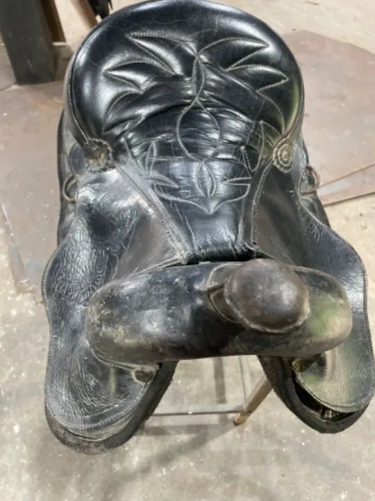 Cela americana  - Foto 4