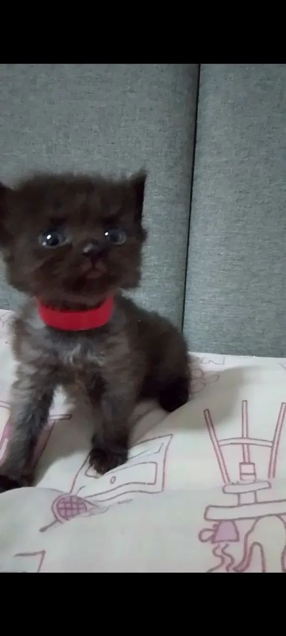 Angorá fêmea na cor Smoking  - Foto 5