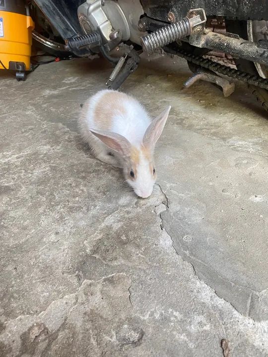 Coelhinho fofinho disponível para adoção - Foto 4